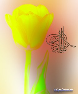 Tulipán
