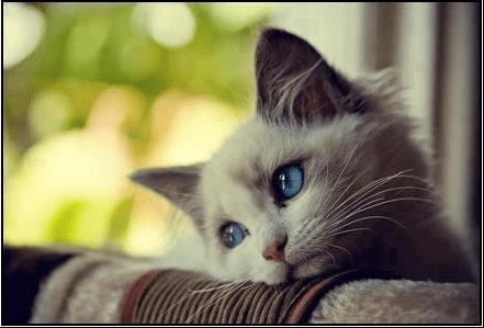 gato solitario