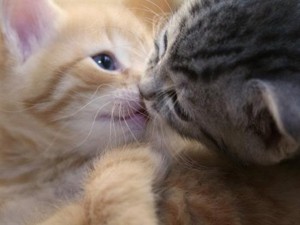 Gatos-enamorados-300x225