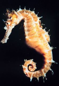 Caballito