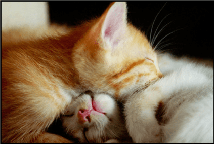 gatosbellos