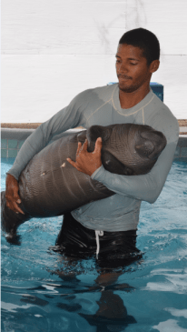 manati3
