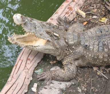 cocodrilo