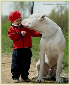 dogo-argentino1