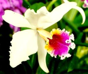 orquideavanidad