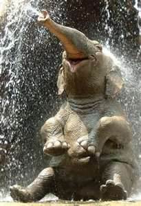 elefante
