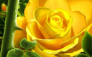 rosa-5022