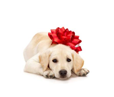 cane-regalo