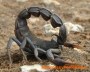 escorpion2