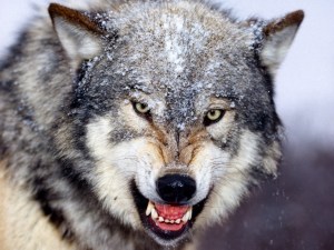 lobo-5739