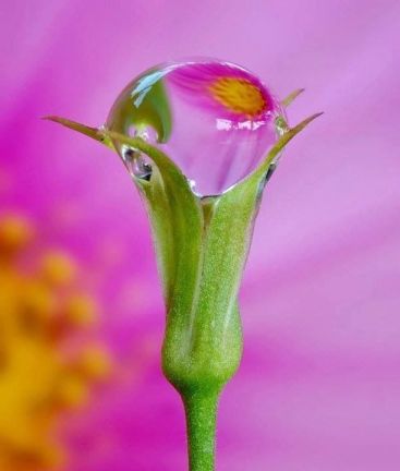 gota de rocio 2
