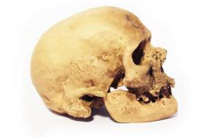 homosapien 2