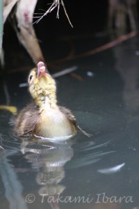 a-patito cantando