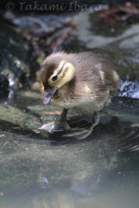a-patito triste