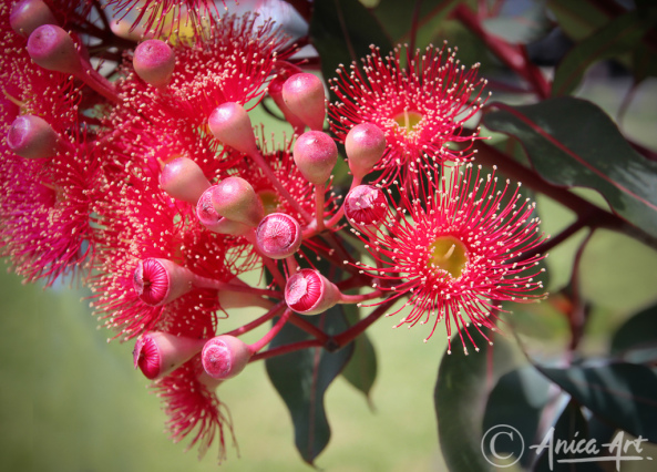 Red Gum Flowers