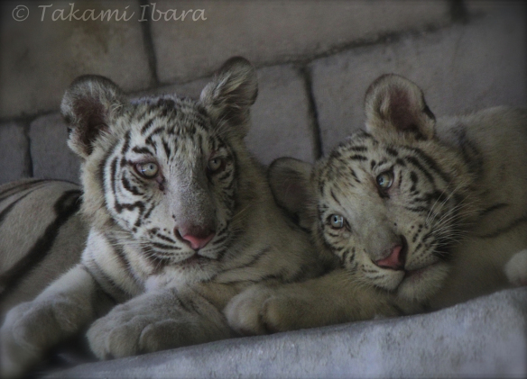 tigres