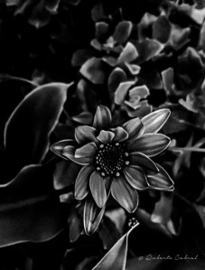 blanco y negro