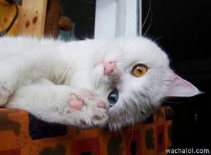 gato_ojos_dos_colores_1