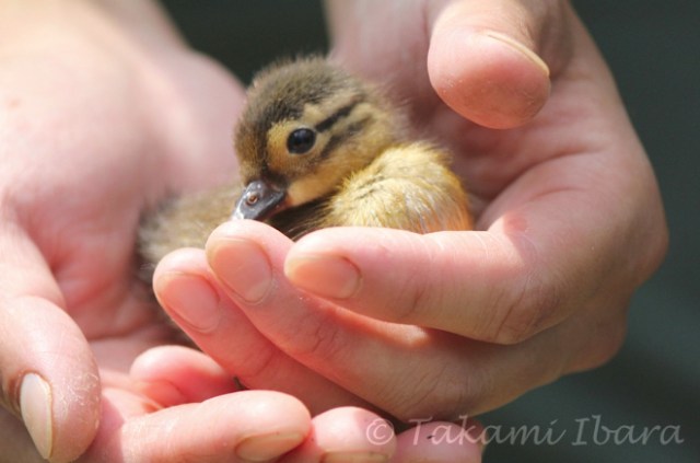 patito-chino