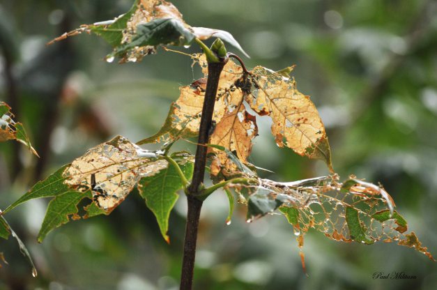 hoja desintegrada