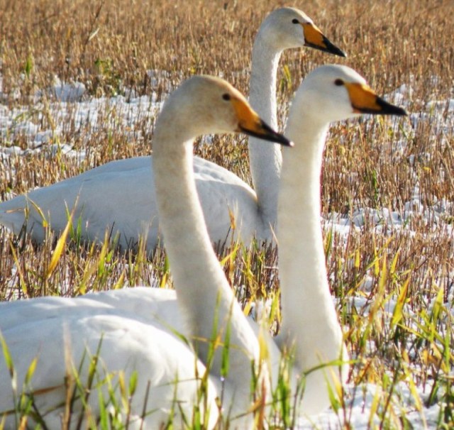 cisnes