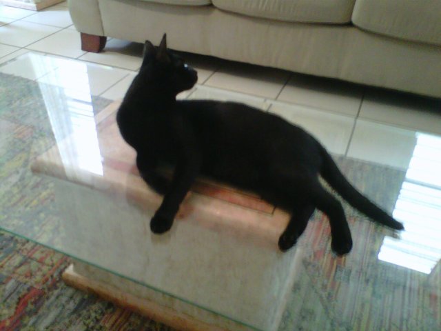 mi gata