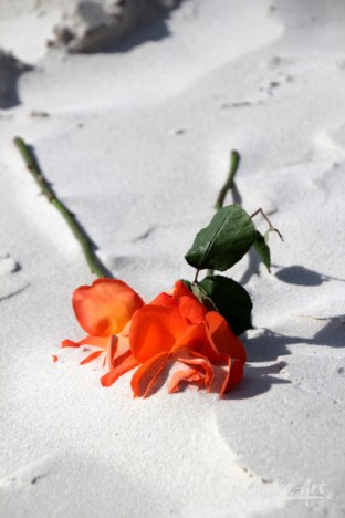 fresh-roses-on-sand