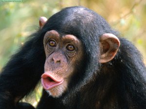 chimpances
