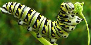 oruga