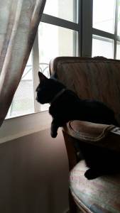 cat