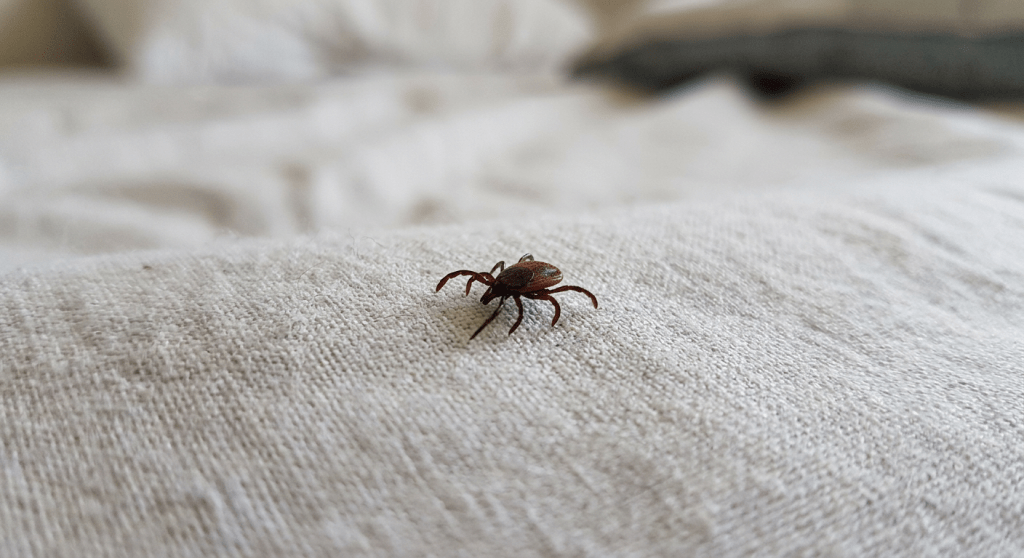 Close-up of a brown tick walking on white textured fabric
